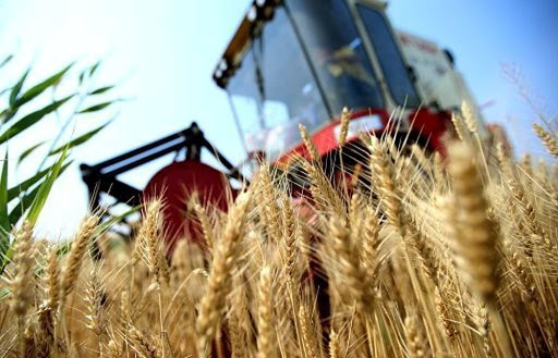 Il prezzo del grano vola e sorpassa quello del petrolio