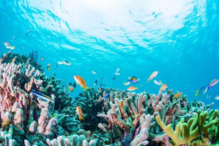 Effetto Covid: rinasce la Barriera Corallina