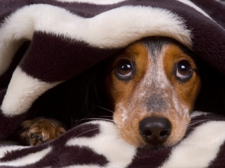 Capodanno per cani e gatti, ecco come difenderli