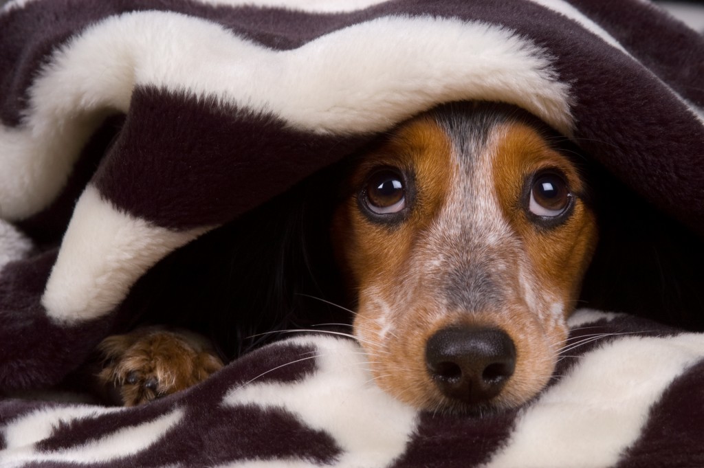 Capodanno per cani e gatti, ecco come difenderli