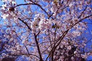 Ciliegi in fiore al giardino giapponese di Roma