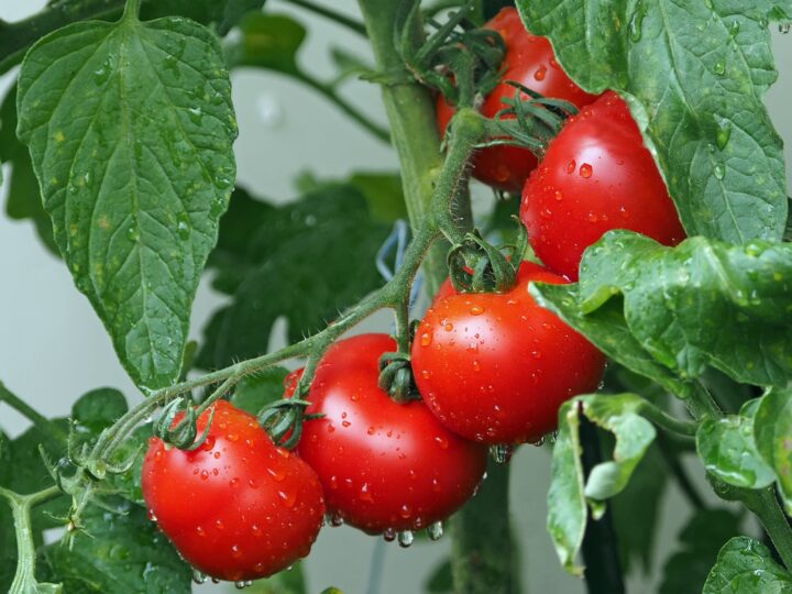 Pomodori ripieni di tonno