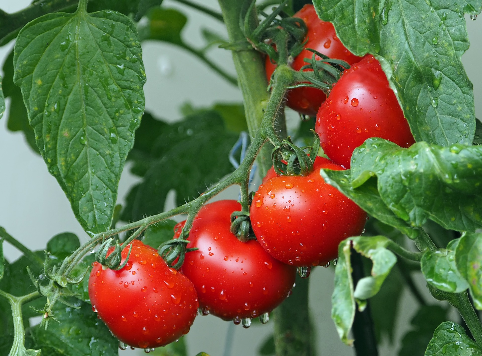 Pomodori ripieni di tonno