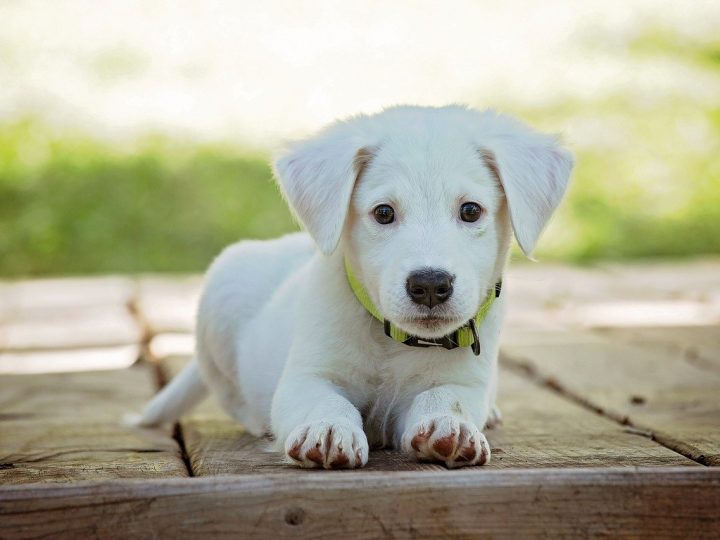 Gestazioni cani, periodo quanto dura