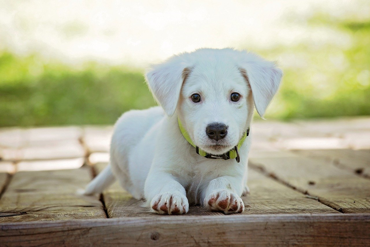 Gestazioni cani, periodo quanto dura