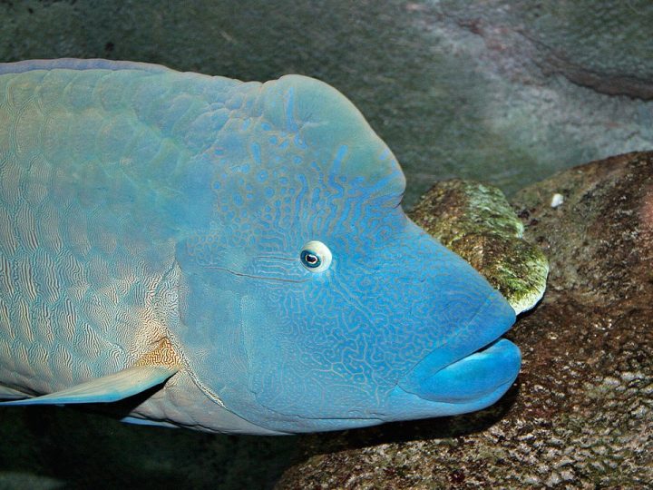 Pesce napoleone gigante, cos’è e dove si può trovare