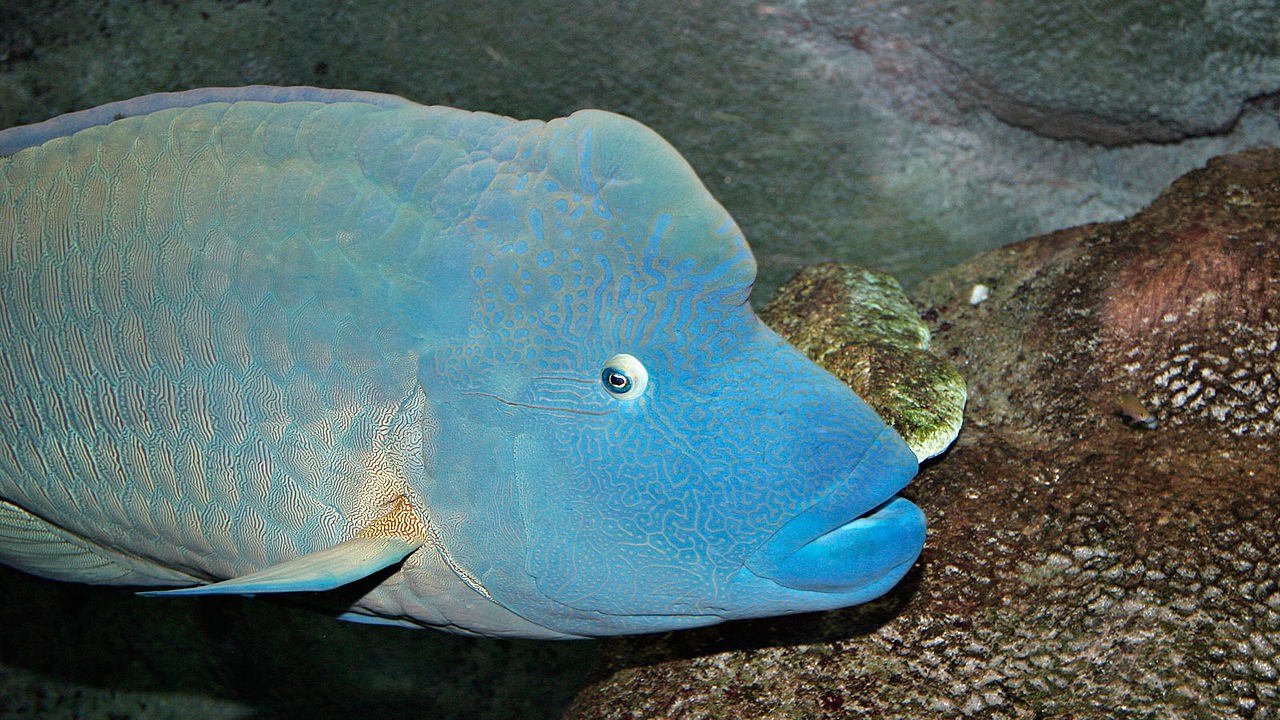 Pesce napoleone gigante, cos’è e dove si può trovare