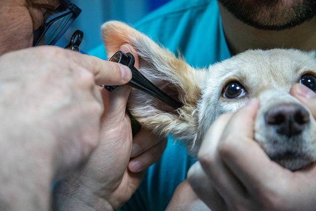 Come diventare assistente veterinario