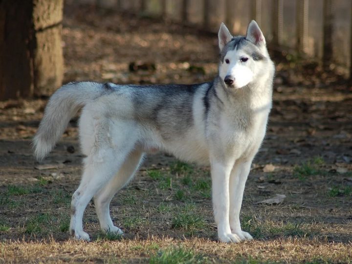 Husky siberiano, nato per correre e ottimo cane da compagnia