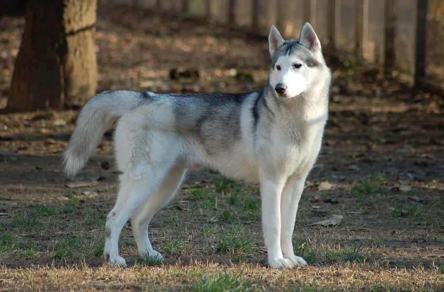 Husky siberiano, nato per correre e ottimo cane da compagnia