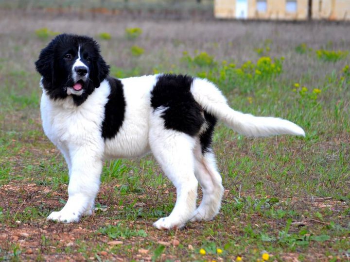 Landseer: ritratto di un cane grande, buono e perfetto per i bambini.