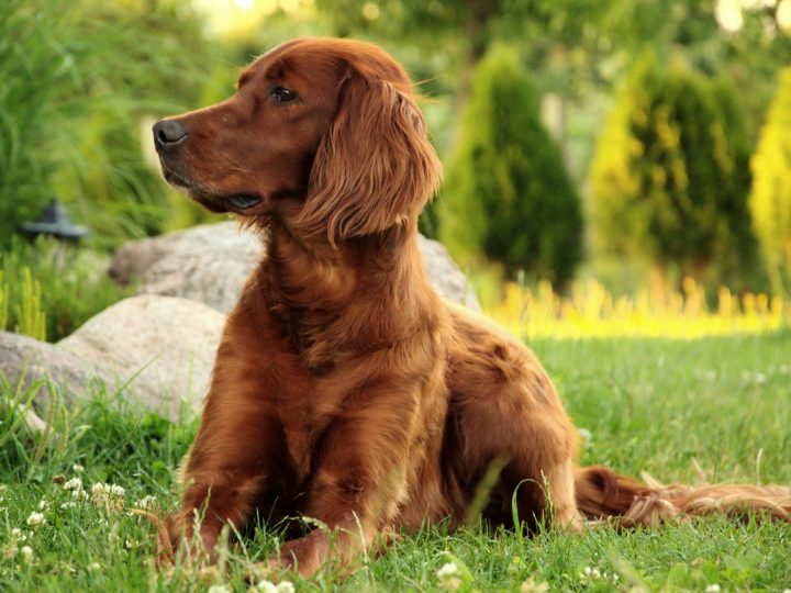 Setter irlandese: un cane affettuoso e vivace