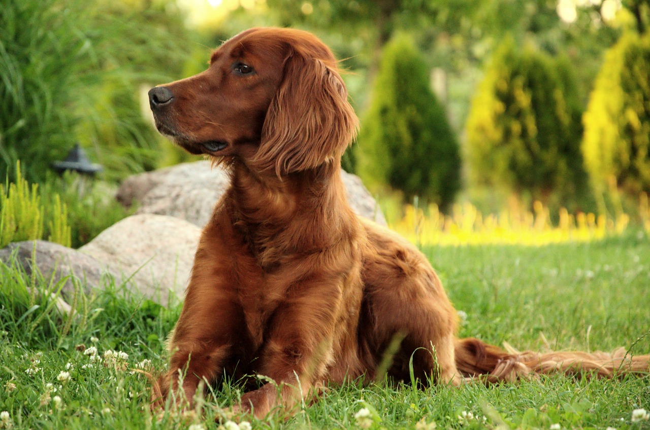 Setter irlandese: un cane affettuoso e vivace