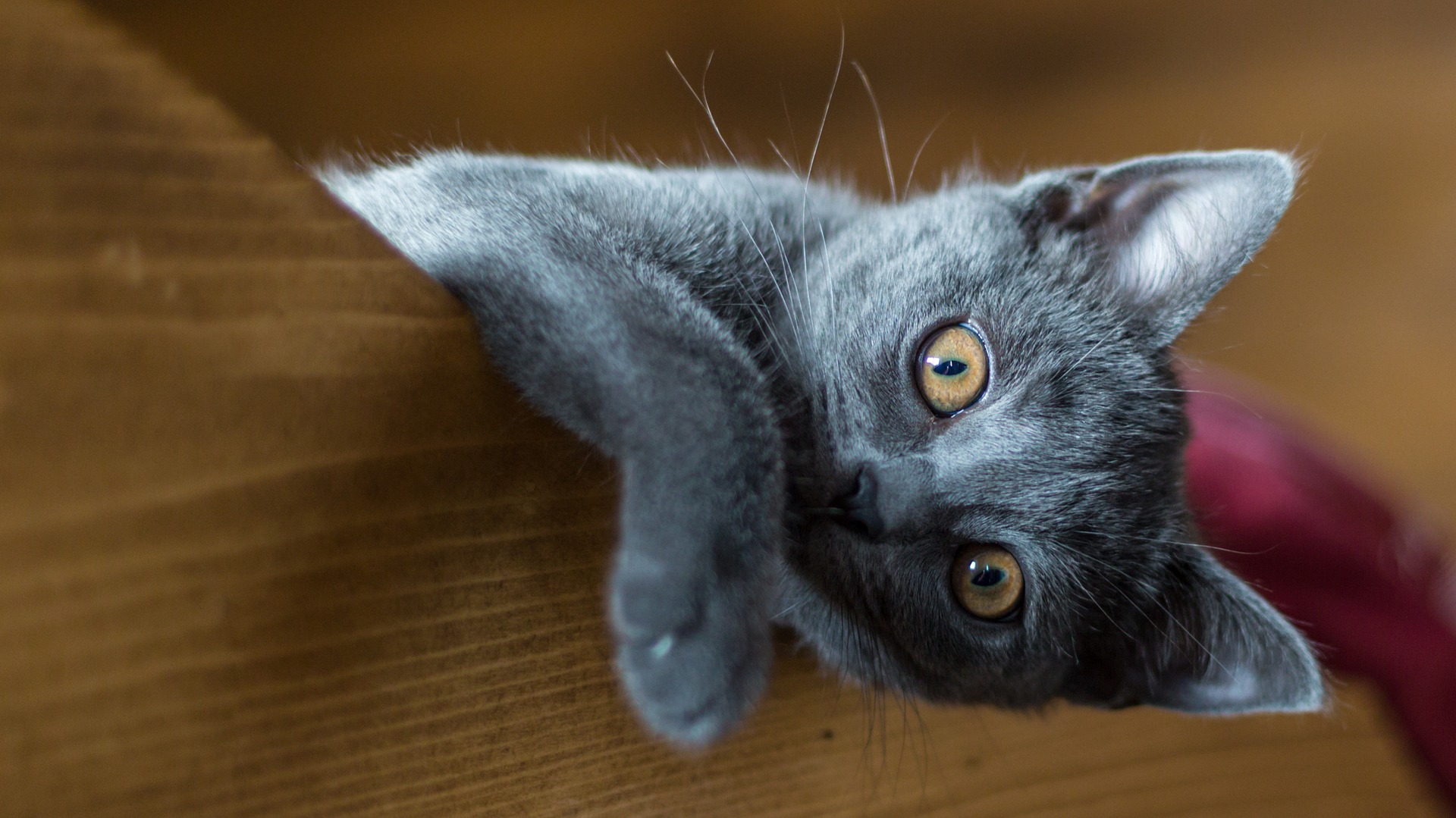 Gatto certosino: un gatto solitario ma dal carattere dolce