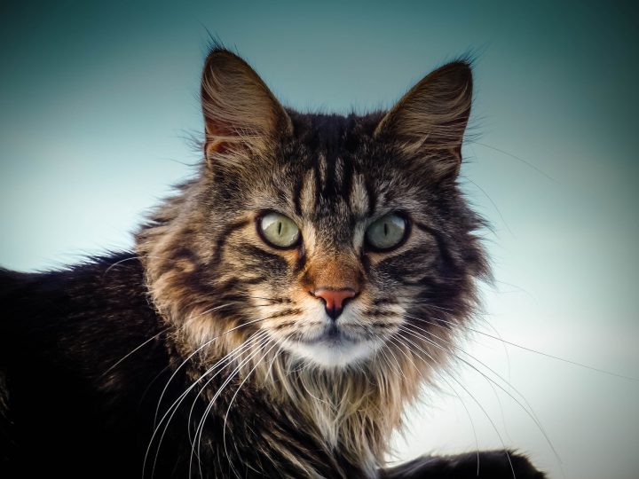 Maine Coon: un gatto taglia grande ideale per la vita in appartamento