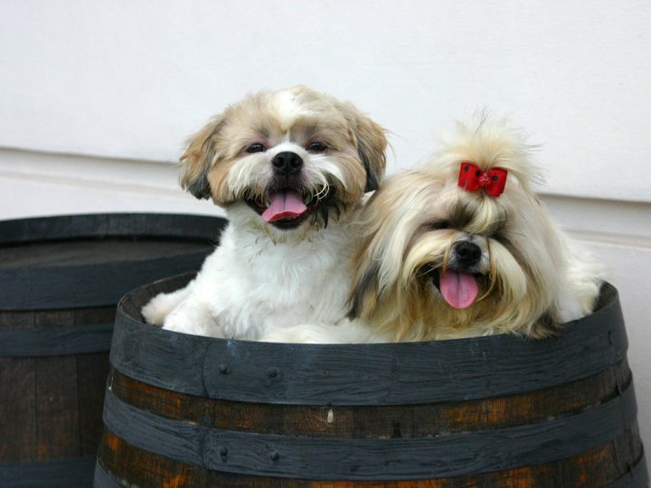 Shih Tzu, dall’Oriente il cane amato dagli imperatori cinesi