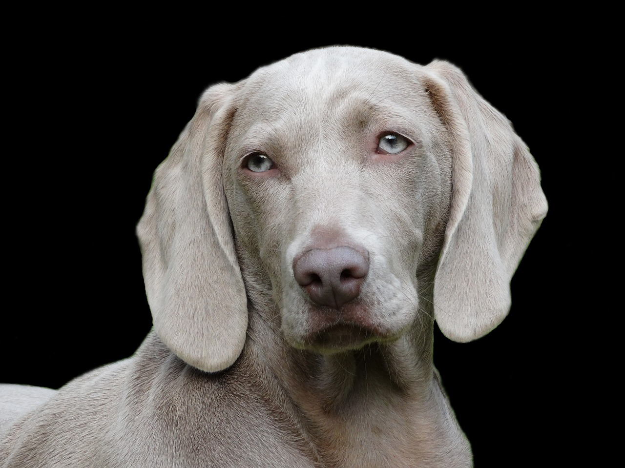 Weimaraner, uno dei cani più amati, non solo per la sua bellezza