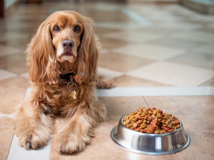 Tagliare le unghie al cane: fai attenzione a questi passaggi