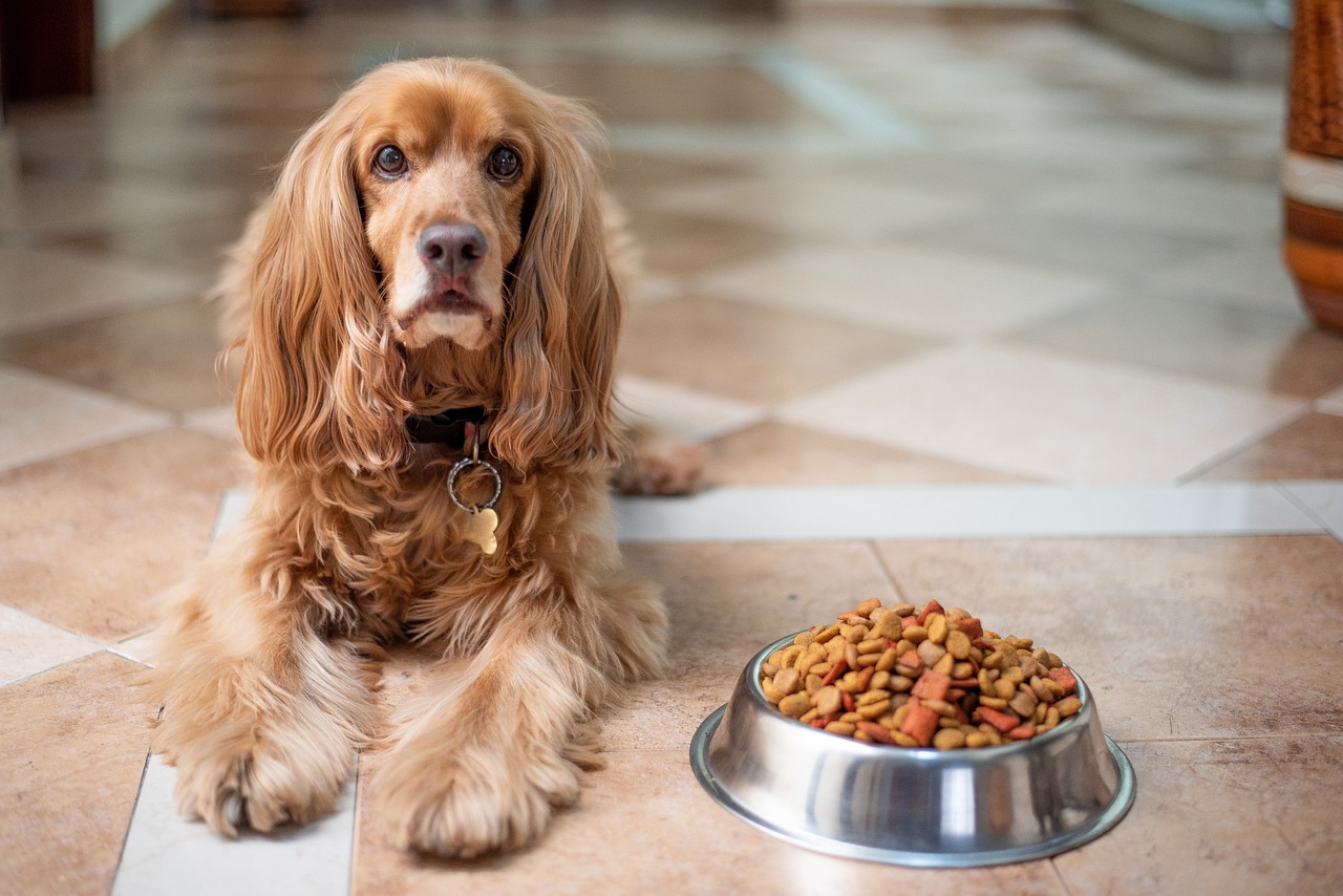 Tagliare le unghie al cane: fai attenzione a questi passaggi