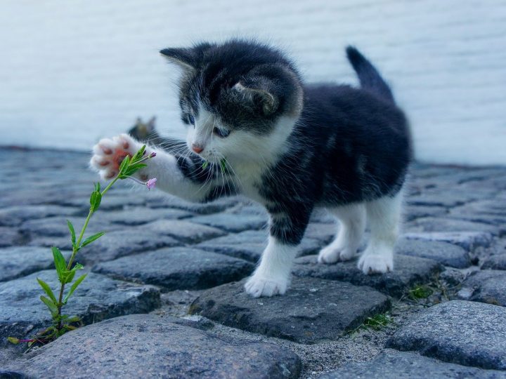 Lettiere per gatti: compra questo prodotto per risolvere ogni problema