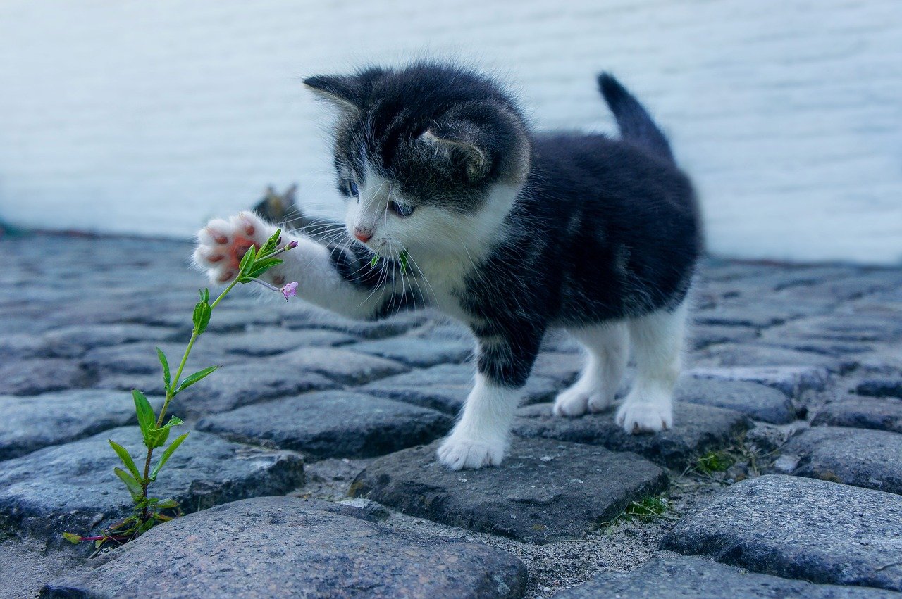 Lettiere per gatti: compra questo prodotto per risolvere ogni problema