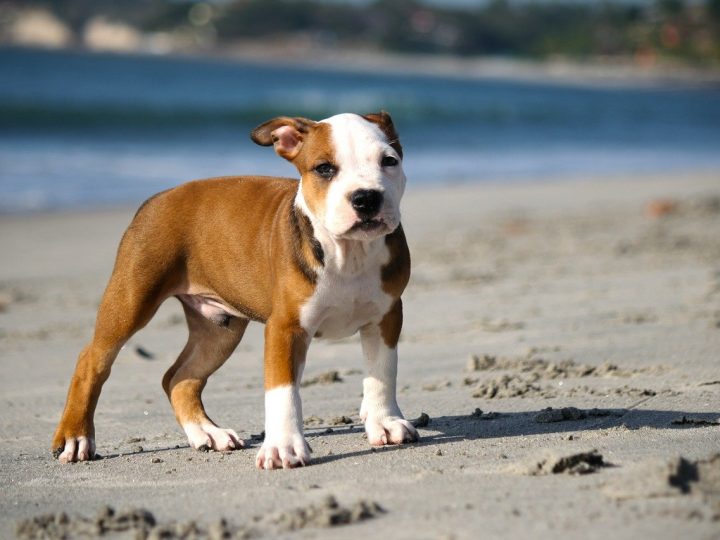 Vestiti per i cani: questo giubbotto lo terrà al caldo