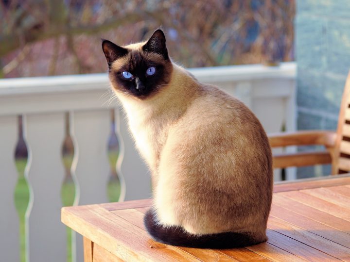 Gatto siamese: un gatto giocherellone dall’aspetto inconfondibile