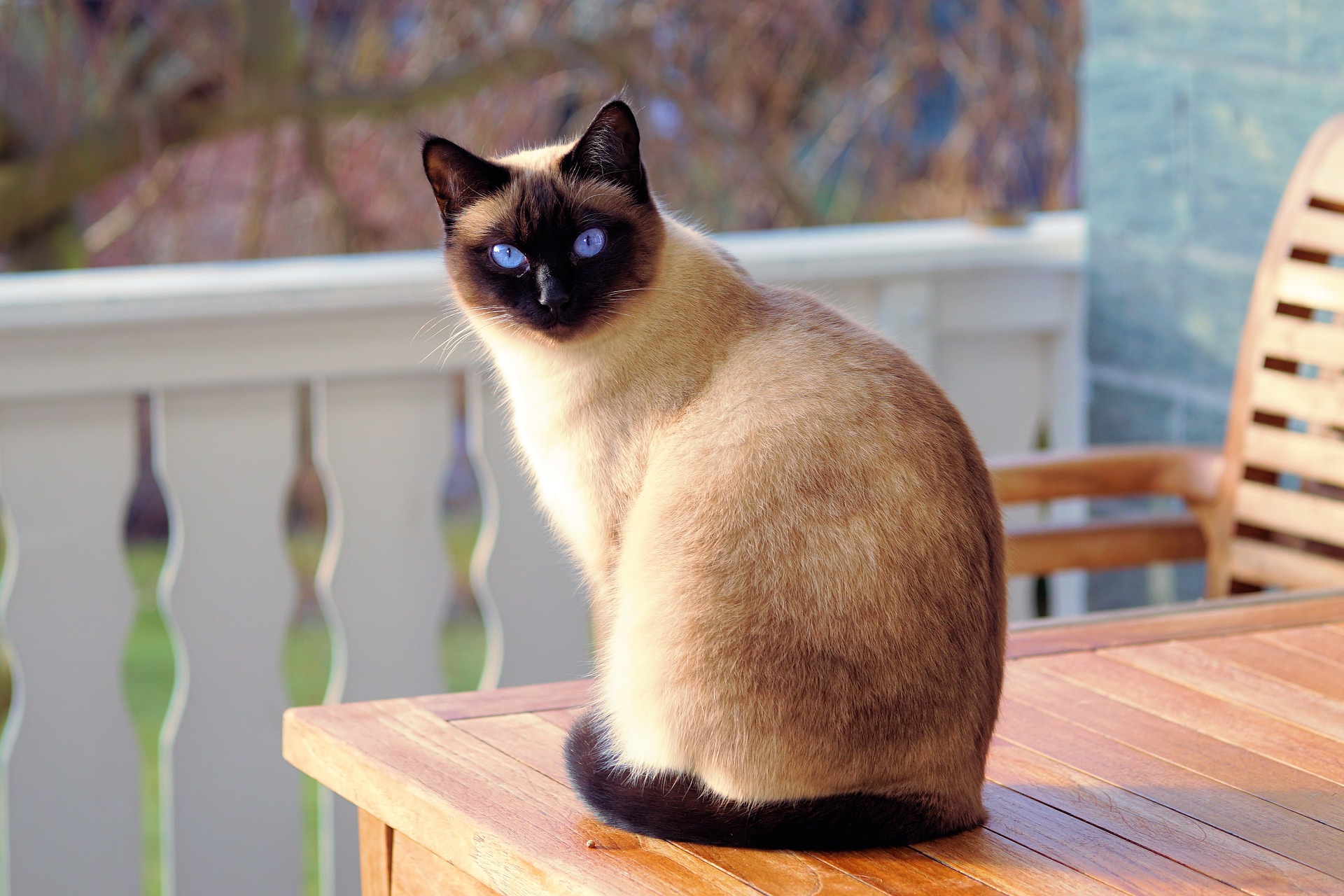 Gatto siamese: un gatto giocherellone dall’aspetto inconfondibile