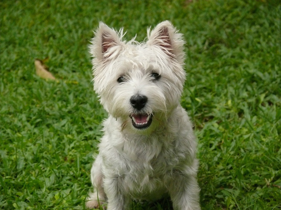 West Highland White Terrier: ritratto di un cane gentiluomo