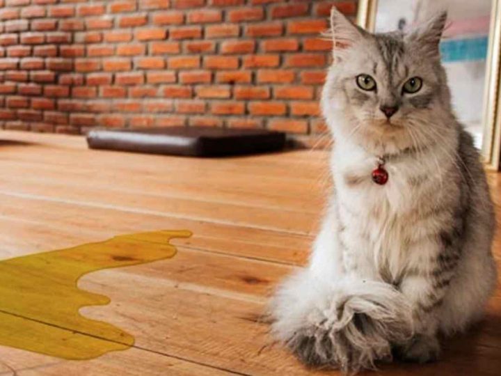 Gatto fa pipì in giro: cause e rimedi, perchè lo fa? Ecco i motivi