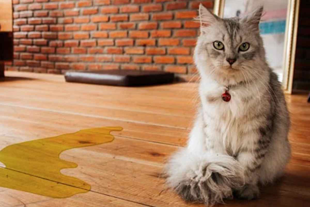 Gatto fa pipì in giro: cause e rimedi, perchè lo fa? Ecco i motivi