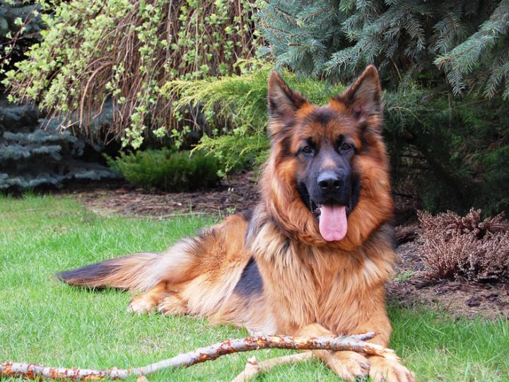 Pastore tedesco, il cane da guardia più popolare nel mondo