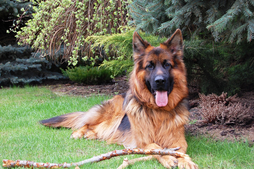 Pastore tedesco, il cane da guardia più popolare nel mondo