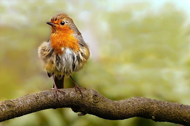 Pettirosso, caratteristiche e come attirarlo