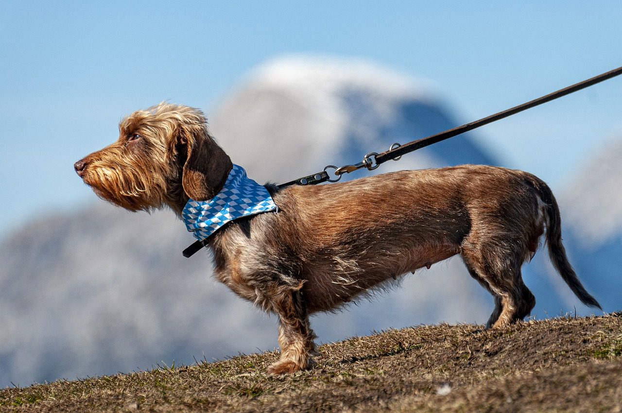 Guinzagli per cani: i 5 migliori prodotti su Amazon