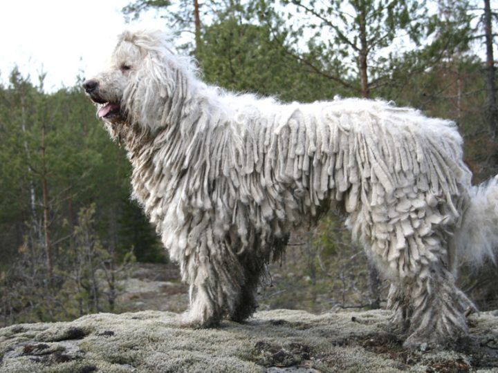 Komondor, un gigante buono dall’aspetto particolare