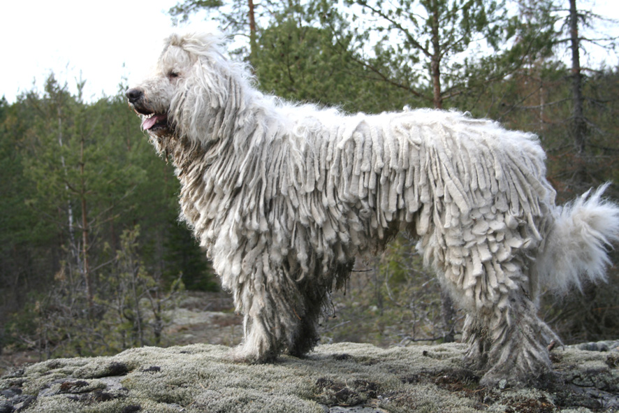 Komondor, un gigante buono dall’aspetto particolare