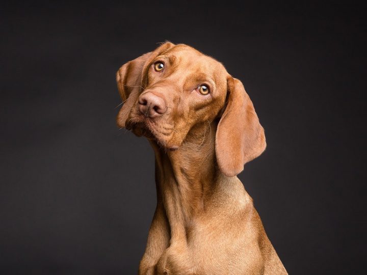 Pianto del cane: come riconoscerlo in 3 semplici step