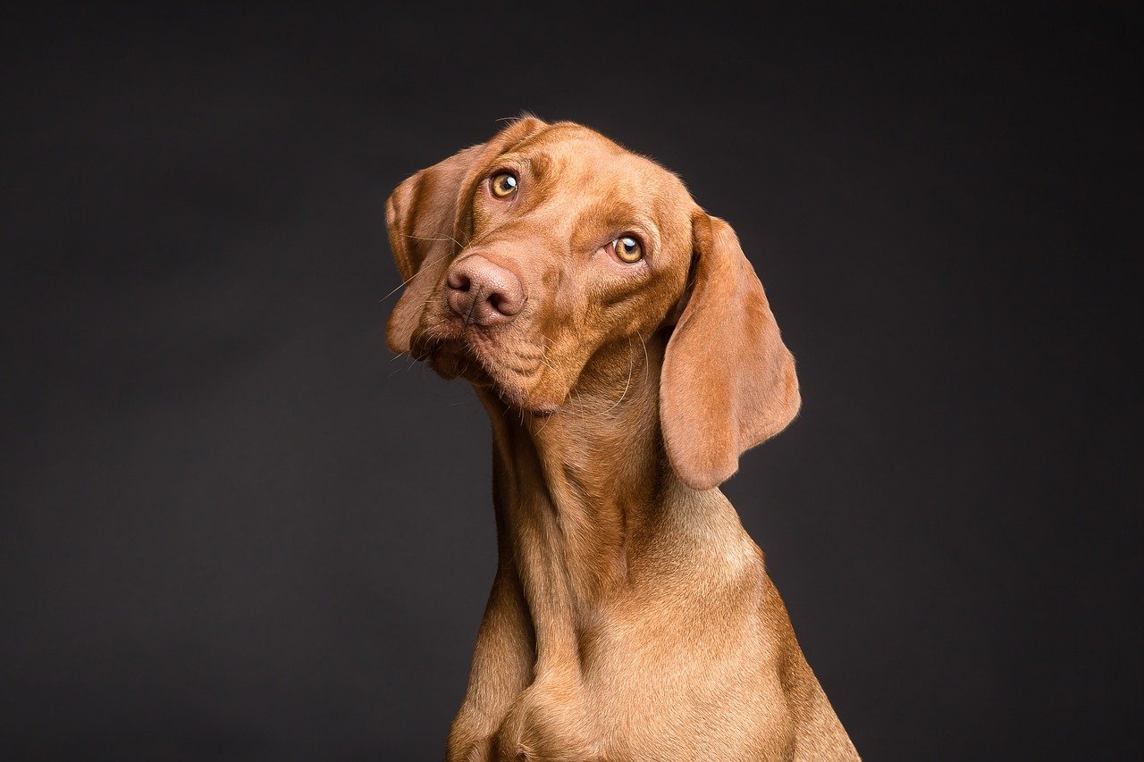 Pianto del cane: come riconoscerlo in 3 semplici step