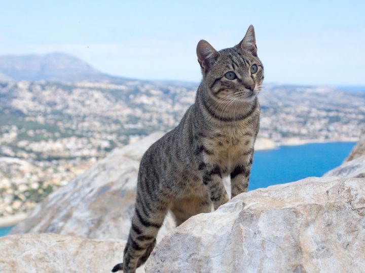 Mau egiziano: gatto “antico” adatto per la vita famigliare