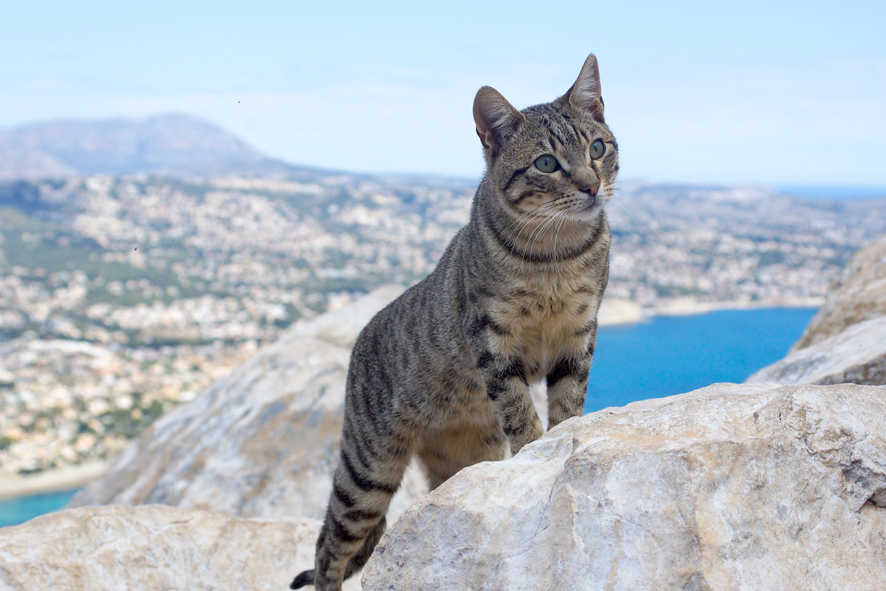 Mau egiziano: gatto “antico” adatto per la vita famigliare