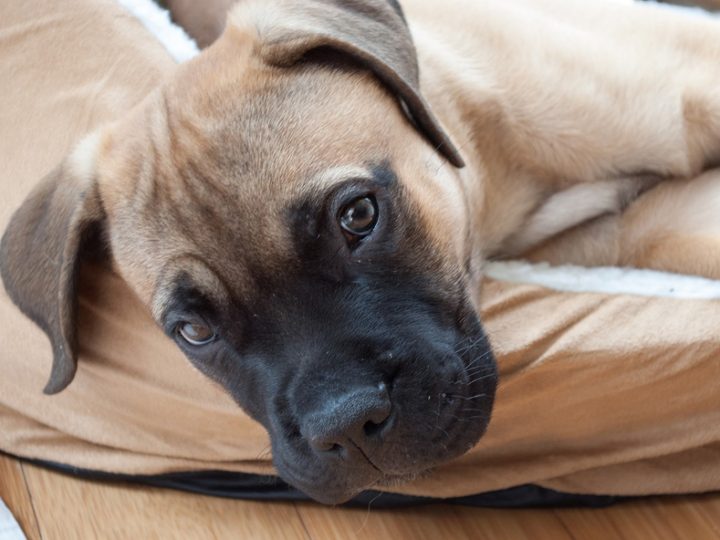 Bullmastiff, il cane notturno dei guardacaccia britannici