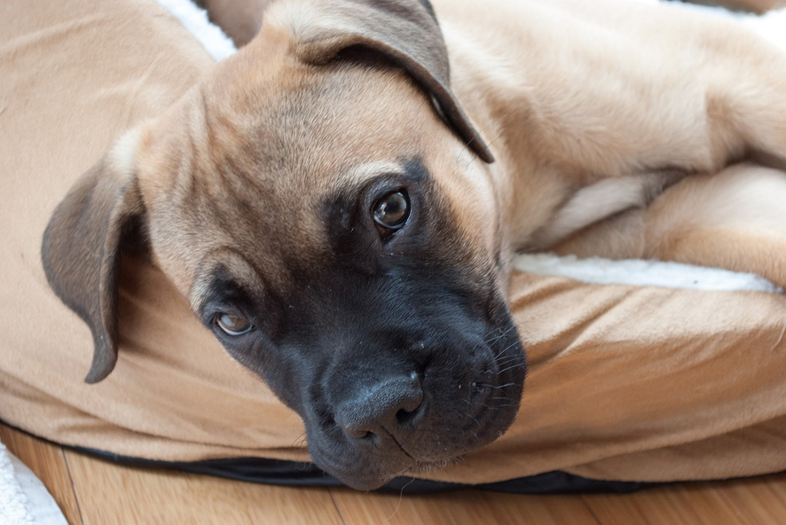 Bullmastiff, il cane notturno dei guardacaccia britannici