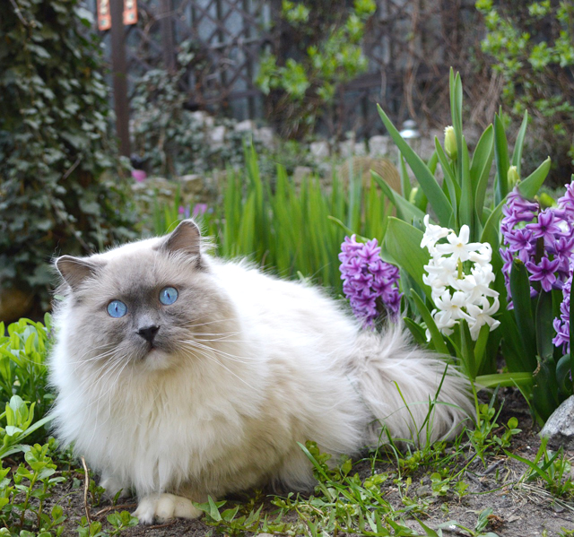 Ragdoll, un bel gatto da appartamento dalla indole mansueta