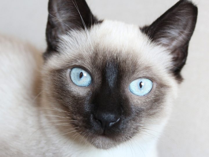 Siamese, il gatto asiatico dall’aspetto inconfondibile