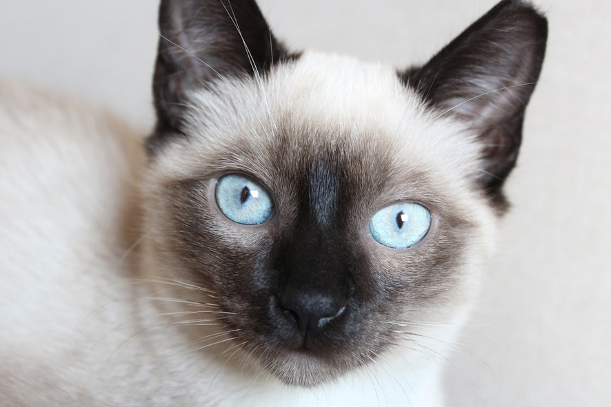 Siamese, il gatto asiatico dall’aspetto inconfondibile