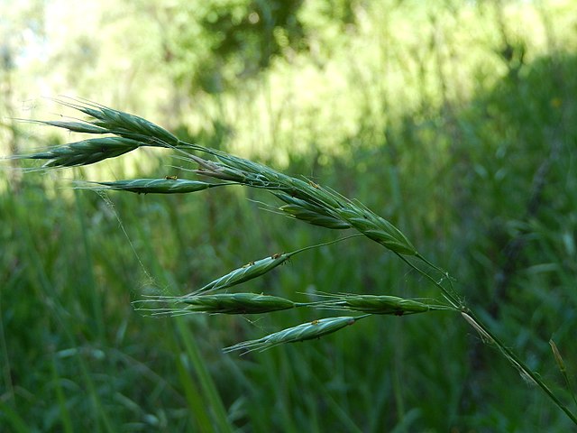 Forasacchi cani: cosa è importante sapere