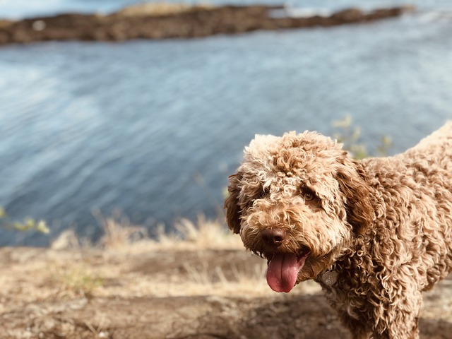 Lagotto Romagnolo: caratteristiche e cura