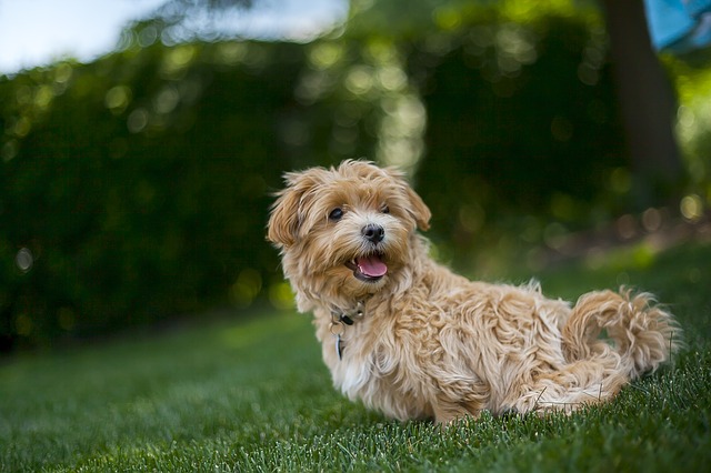 Maltipoo: I barboncini maltesi amati dagli adulti e dai bambini