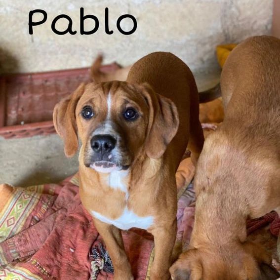 PABLO1